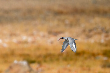 Ibisbill a rare bird of high elevation flying 