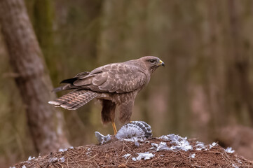 Fototapeta premium Buse ( IA bruit )