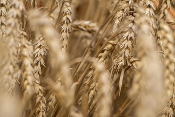 Golden ears of wheat in summer on the field.