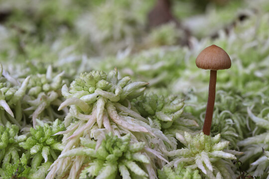 gros plan sur une mousse : la sphaigne (Sphagnum), et un champignon, 