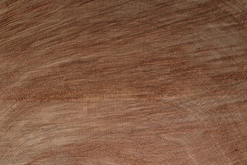 texture bois : gros plan sur une coupe de tronc d'arbre - obrazy, fototapety, plakaty