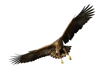 Foto op Canvas Birds of prey White tailed eagle isolated on white background flying bird © Marcin Perkowski
