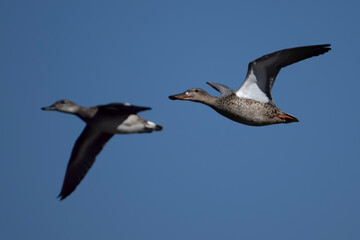Ducks Flying in Blue Sky 