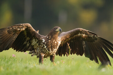 Majestic predator White-tailed eagle, Haliaeetus albicilla in Poland wild nature