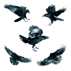Birds flying ravens isolated on white background Corvus corax. Halloween - five birds, silhouette of a large black bird in flight cut out on a white background for use in graphic arts