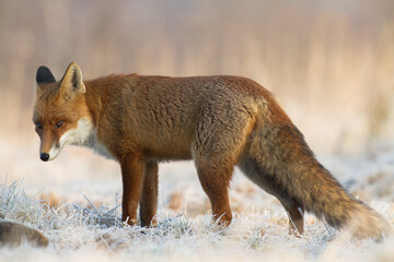 Fox Vulpes vulpes in autumn scenery, Poland Europe, animal walking among autumn meadow