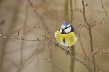 Bird - Blue Tit Cyanistes caeruleus perched on tree