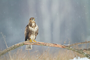landing Common buzzard Buteo buteo in the fields in winter snow, buzzards in natural habitat, hawk bird on the ground, predatory bird close up winter bird