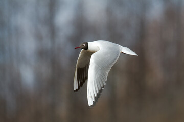 Bird black-headed gull Chroicocephalus ridibundus spring time Poland, Europe