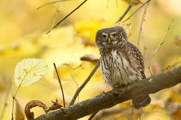 Pygmy owl Glaucidium passerinum little owl natural dark forest north parts of Poland Europe
