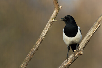 The Eurasian Magpie or Common Magpie or Pica pica on the branch with colorful background, winter time