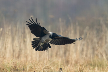 Bird - Hooded crow Corvus cornix in amazing blurred background Poland Europe