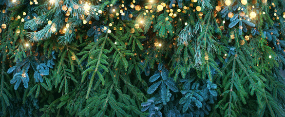 Christmas background with fir branches and garland - 668637344
