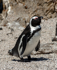 African Penguin in Stony Point, South Africa - 668638334