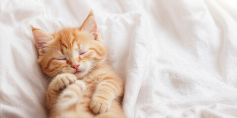 Cute ginger cat sleeping