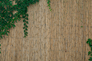 Yellow horizontal of bamboo fence with green ivy. Bamboo wall texture background for interior or...
