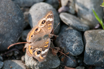 Common Buckeye butterfly on the rocks along the river bank