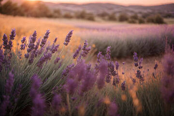 Naklejka premium Golden hour over meadow of lavender, Depth of field, copy space. Generative ai
