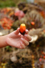 Selective focus picture and shallow depth of field boy hand holding ripe palm fruit. Palm industry are main contributor to Malaysia.
