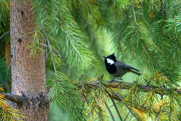 Rufous-naped Tit (Periparus rufonuchalis)