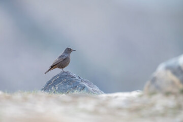 Blue Rock thrush 