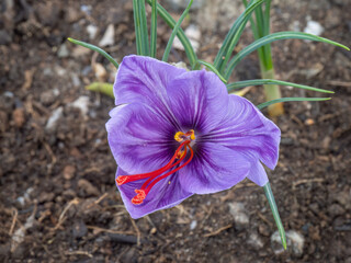 Saffron crocus flower in garden.