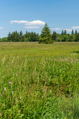 Landschaft im NSG „Hohe Rhön