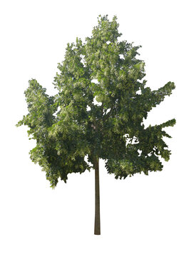Jeune tilleul argent&eacute; (Tilia tomentosa) PNG