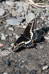 Black Swallowtail butterfly on the ground in New York