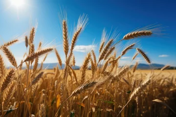 Foto op Aluminium Ripe golden ears of wheat in the field on a background of blue sky with clouds. Rich harvest Concept. Agriculture concept with a copy space. © John Martin