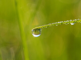 朝露のおりた草むら　輝くしずく