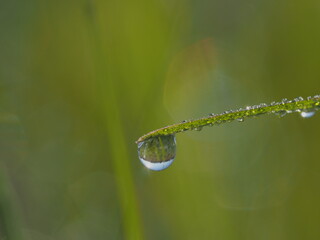 朝露のおりた草むら　輝くしずく