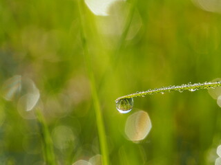 朝露のおりた草むら　輝くしずく