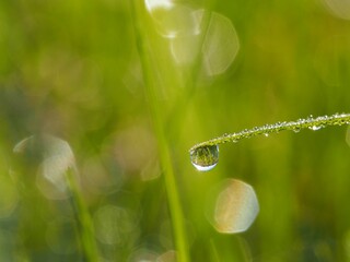 朝露のおりた草むら　輝くしずく