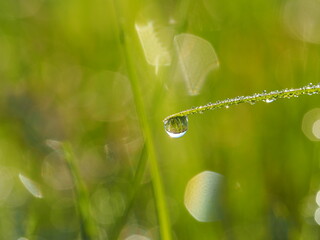 朝露のおりた草むら　輝くしずく
