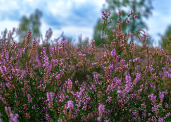the blooming heather in summer in the Lunenburger Heath