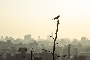 Bird on top of a breanch watching the panoramic view of the city of Cairo, Egypt
