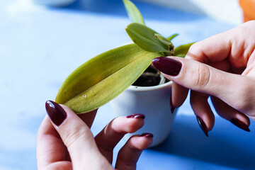 orchid leaves affected by disease in hands woman with manicured nails