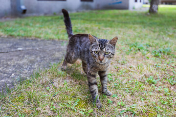 Obraz premium Cute domestic cat in a backyard garden, enjoying the sunlight and nature.