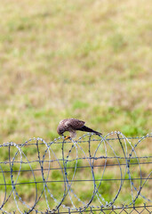 hawk on barbwire fence eating prey