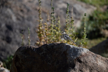 Wagtail Bird in Mountains 