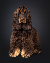 Young adult choc and tan Cocker Spaniel dog, standing facing front. Looking towards camera. Isolated on a black background.
