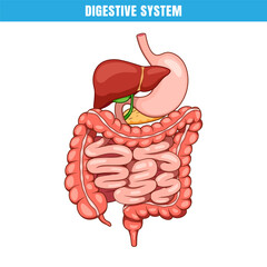 Anatomy of the human digestive system. Intrnal organ digestive system vector. - obrazy, fototapety, plakaty