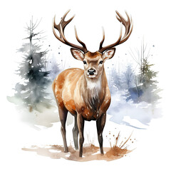 watercolour winter reindeer in the forest, white background 