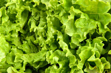 background of lettuce leaves close up