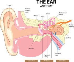 Anatomy of The Ear Illustration