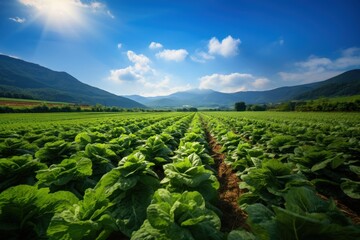 Cabbage field in a sunny day, close-up. Agricultural landscape. Rich harvest Concept. Agriculture concept with a copy space.