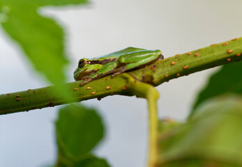 Europäischer Laubfrosch, Hyla arborea, Laubfrosch