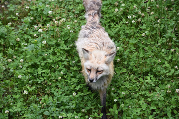 Cute Red Fox Creeping Through the Clover