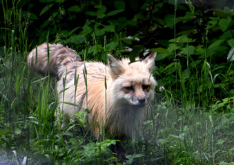 Fluffy Red Fox Walking Through Tall Grasses